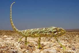 Flora dan Fauna di Pulau Socotra