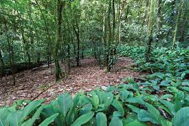 Flora di Hutan Amazon