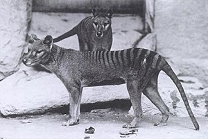 Harimau Tasmania (Thylacinus Cynocephalus)