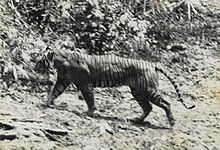 Harimau Jawa (Panthera tigris sondaica)