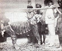 Harimau Bali (Panthera tigris balica)