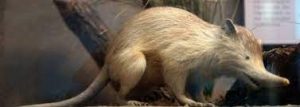 Tikus Hidung Panjang Flores (Paulamys naso)