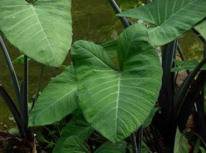 Keladi Corong (Colocasia sp)