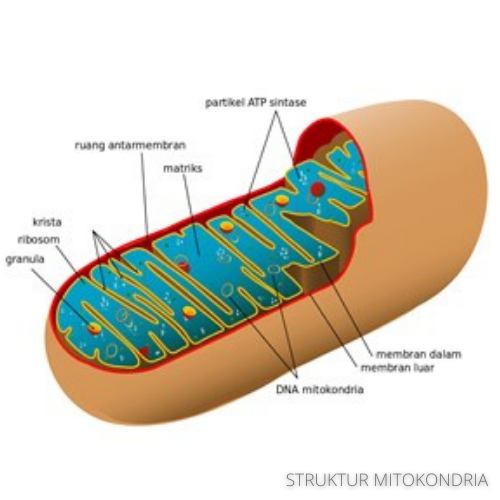 struktur mitokondria