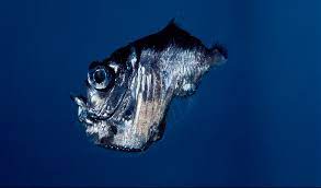 Deep Sea Hatchetfish 