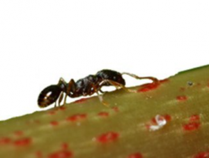 Semut Trotoar (Tetramorium caesp