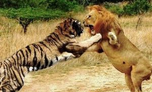 Harimau dan singa