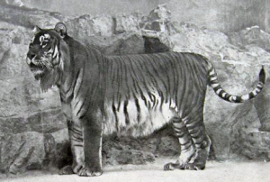 1. Harimau Kaspia (Panthera tigris virgata)