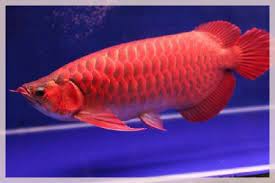  Ikan Siluk Merah