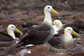 Waved Albatross 