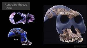 Australopithecus Garhi?