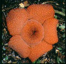 Rafflesia Micropylora