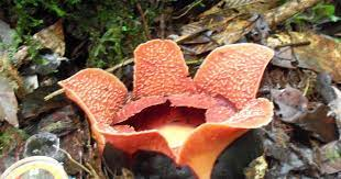 Rafflesia Meijerii