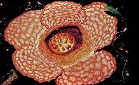 Rafflesia Gadutensis