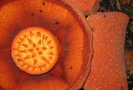 Rafflesia Lawangensis