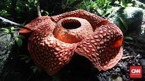 Rafflesia Tuan-mudae Beccari