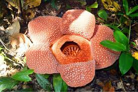 Rafflesia Bengkuluensis