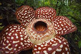 Rafflesia Pricei