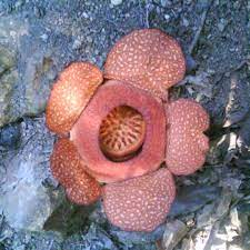 Rafflesia Zollingeriana