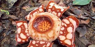 Rafflesia Hasseltii