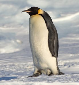 penguin kaisar