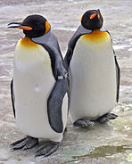 penguin raja