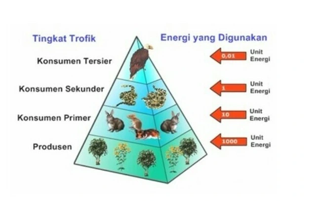 piramida energi dalam ekosistem