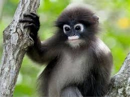 Primata Paling Langka di Dunia