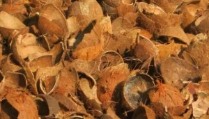limbah batok kelapa