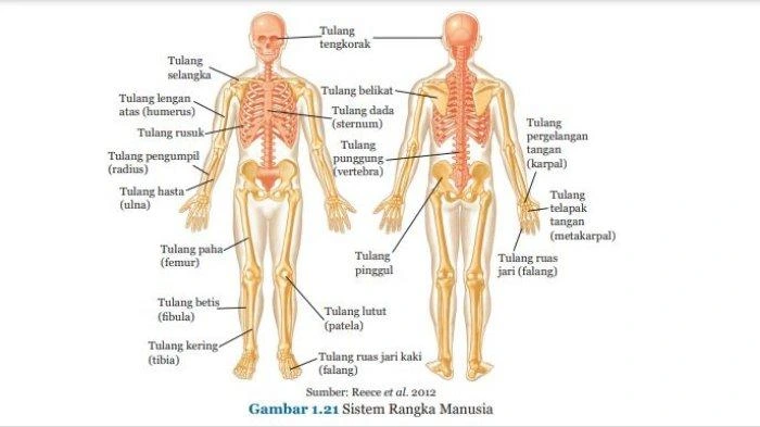 rangka tubuh manusia