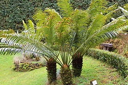 Pakis Haji, salah satu contoh tanaman Cycadophyta.