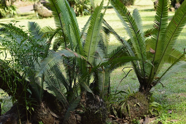 Dioon, salah satu contoh tanaman cycadophyta.