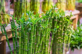 Bambu air salah satu contoh tanaman hidrofit