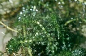 Hidrilia salah satu contoh tanaman hidrofit