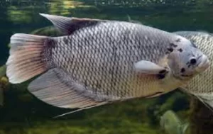 Ikan Gurami