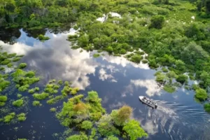 Bioma Hutan Hujan Tropis : Pengertian, Ciri, dan Jenisnya