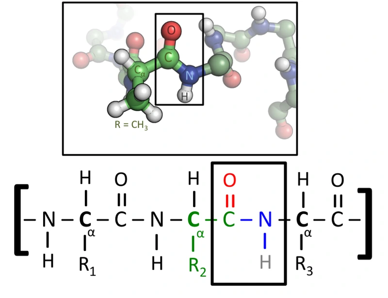 ikatan hidrogen pad makhluk hidup (ikatan peptida antara alanin dan asam amino)