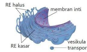 Tubulus, struktur retikulum endoplasma halus