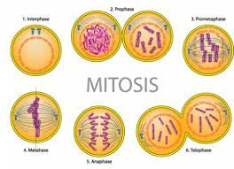 mitosis, sistem reproduksi eukariotik