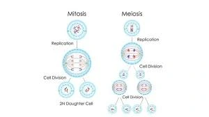 Meiosis, sistem reproduksi eukariotik