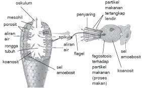 Reproduksi aseksual Euplectella Aspergillum