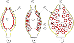 fungsi koanosit dalam porifera
