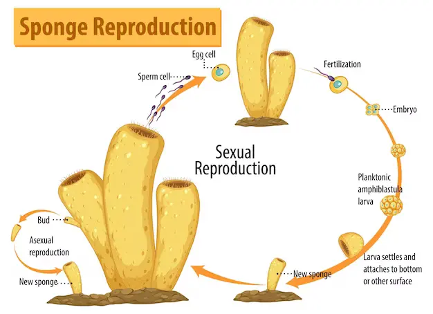 Reproduksi Porifera Secara Seksual