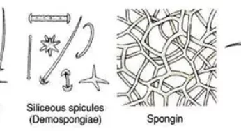 4 Fungsi Spikula Pada Porifera