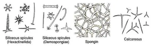 Fungsi Spikula dalam Porifera