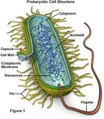 Bakteri, bakhluk hidup prokariotik