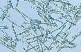 Cyanobacteria, makhluk hidup prokariotik