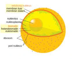 Fungsi Nukleolus pada sel tumbuhan