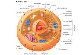 Fungsi sel eukariotik pada hewan