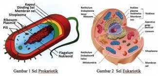 Perbedaan sel prokariotik dan eukariotik 